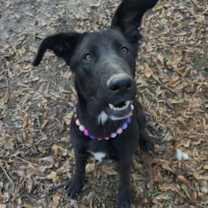 Thumbnail photo of Pheebee #2