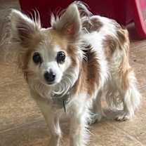 Thumbnail photo of Miss Cookie #1