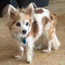 Thumbnail photo of Miss Cookie #2