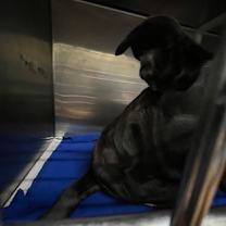 Thumbnail photo of MILO #2