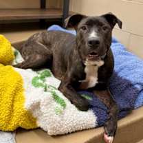 Thumbnail photo of Dutch #2