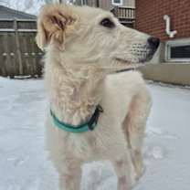 Thumbnail photo of Ophelia - Stratford #2