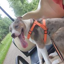 Thumbnail photo of Harley #2