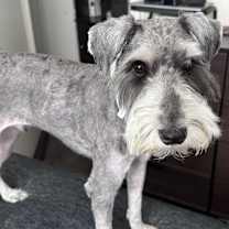 Thumbnail photo of Neo #2