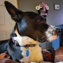 Thumbnail photo of Oreo #2