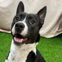 Thumbnail photo of Oreo #4