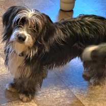 Thumbnail photo of Short Stuff Colette #1