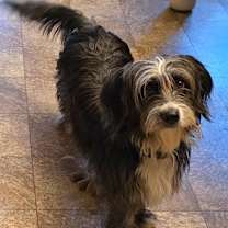 Thumbnail photo of Short Stuff Colette #2