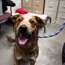 Thumbnail photo of Red #1