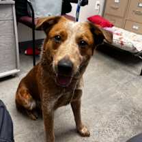 Thumbnail photo of Red #2