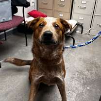 Thumbnail photo of Red #3