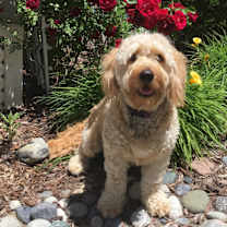 Thumbnail photo of Louie #1