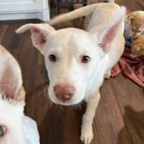 Thumbnail photo of Bam Bam #2