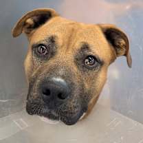 Thumbnail photo of Morty #1