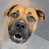 Thumbnail photo of Morty #3