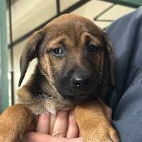 Thumbnail photo of Yukon #1