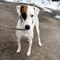 Thumbnail photo of Phantom #3