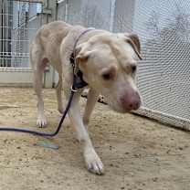 Thumbnail photo of Sugar #3