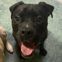 Thumbnail photo of Paulie #2