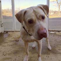 Thumbnail photo of Sugar #4