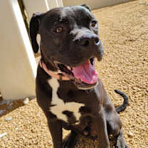 Thumbnail photo of Paulie #4