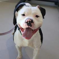 Thumbnail photo of Thor #1