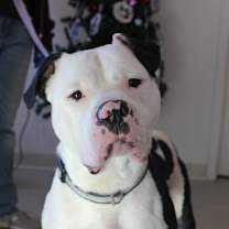 Thumbnail photo of Thor #2