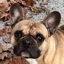 Thumbnail photo of Bruce #1