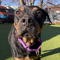 Thumbnail photo of Precious #1