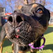 Thumbnail photo of Precious #2