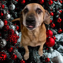 Thumbnail photo of Stanley  #1