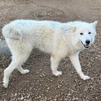 Thumbnail photo of Nanook of the North #1