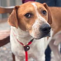 Thumbnail photo of Nico #1