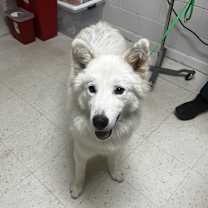 Thumbnail photo of Nanook of the North #2