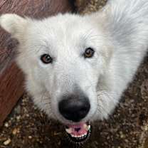 Thumbnail photo of Nanook of the North #3