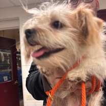 Thumbnail photo of YORK-Stray-14612 #2