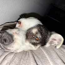 Thumbnail photo of Petunia #1