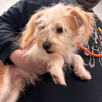 Thumbnail photo of YORK-Stray-14612 #3