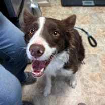 Thumbnail photo of Luke #2