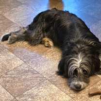 Thumbnail photo of Short Stuff Colette #3