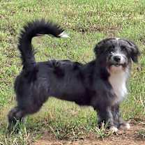 Thumbnail photo of Short Stuff Colette #4