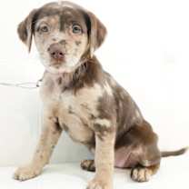 Thumbnail photo of Peppermint #2