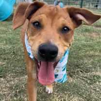 Thumbnail photo of Pac #1