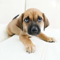 Thumbnail photo of Saturn #1