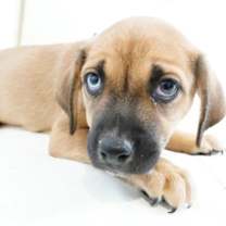 Thumbnail photo of Saturn #2