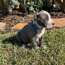 Thumbnail photo of Juniper Autumn Vibe #2