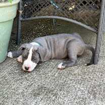 Thumbnail photo of Juniper Autumn Vibe #4