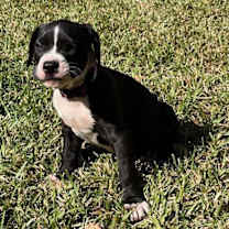 Thumbnail photo of Truffle Autumn Vibe #3