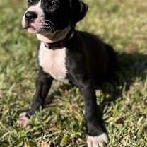 Thumbnail photo of Truffle Autumn Vibe #4