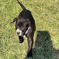 Thumbnail photo of Paprika Autumn VIbe #1